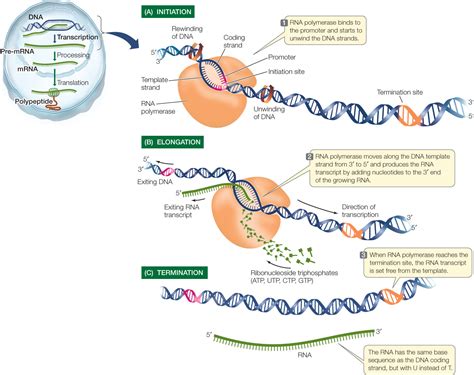 gene expression transcription and translation.